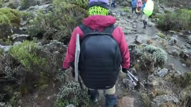 Kilimanjaro Tanzania Desember 2021 Sekelompok Kuli Pemandu Dan Wisatawan Berjalan — Stok Video