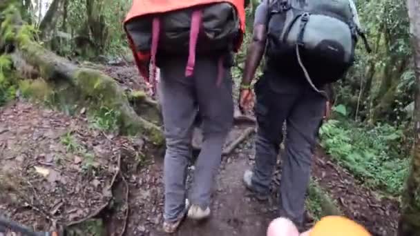 Килиманджаро Танзания Декабря 2021 Года Группа Туристов Рюкзаками Идет Лесной — стоковое видео