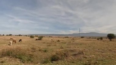 Araba camından Afrika 'nın doğası. Tanzanya 'nın sonsuzluğu. Afrika 'nın güzel doğası. Dağlar, tepeler, otlayan hayvan sürüleri..