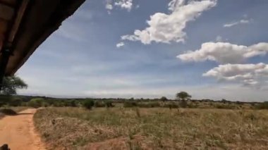 Beyaz bir turist hareket halindeki bir safari cipinde duruyor ve etrafa bakıyor. Afrika 'nın şaşırtıcı doğası. Yeşil ağaçlı ulusal park.