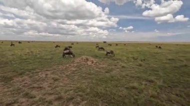 Safari cipindeki bir turist bir antilop sürüsünü cep telefonuyla götürüyor. Afrika 'nın şaşırtıcı doğası. Serengeti Ulusal Parkı, Tanzanya.