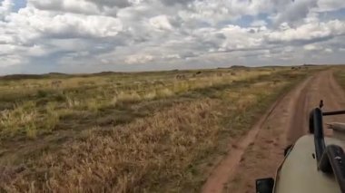 Zebra ve antilop sürüsü Tanzanya 'daki Serengeti Ulusal Parkı' nın yeşil alanlarında otluyor. Afrika 'nın şaşırtıcı doğası.