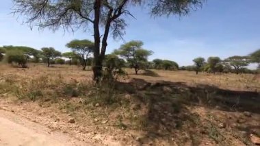 Yalnız Afrika antilobu - Tanzanya 'daki Tarangire Ulusal Parkı' nın genişliğinde Impala. Afrika 'nın şaşırtıcı doğası.