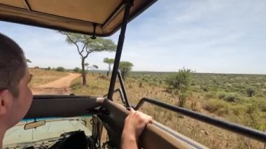 Beyaz tişörtlü bir turist büyük bir safari cipinde durup zebraları izliyor. Afrika 'nın şaşırtıcı doğası. Tarangire Ulusal Parkı.