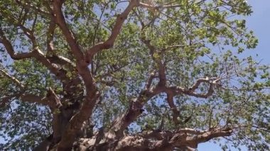 Büyük bir Afrika ağacının yeşil tacı Babobab. Afrika 'nın şaşırtıcı doğası. Yeşil yapraklar ve devasa bir ağacın güçlü dalları. Tarangire Ulusal Parkı.