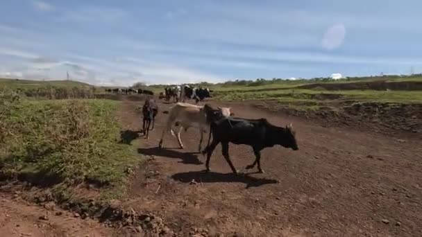 Grazende Kudde Koeien Beige Bruine Gevlekte Koeien Lopen Een Onverharde — Stockvideo