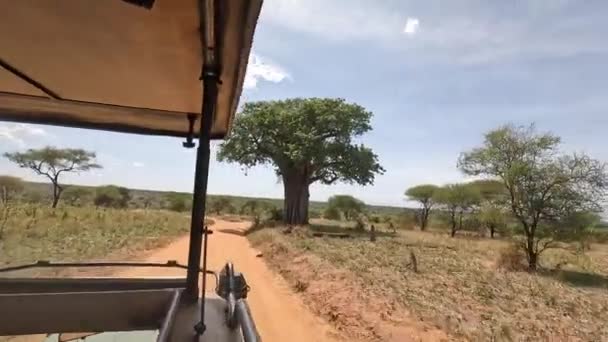 Niesamowita Natura Afryki Zielone Liście Potężne Gałęzie Ogromnego Drzewa Jeep — Wideo stockowe
