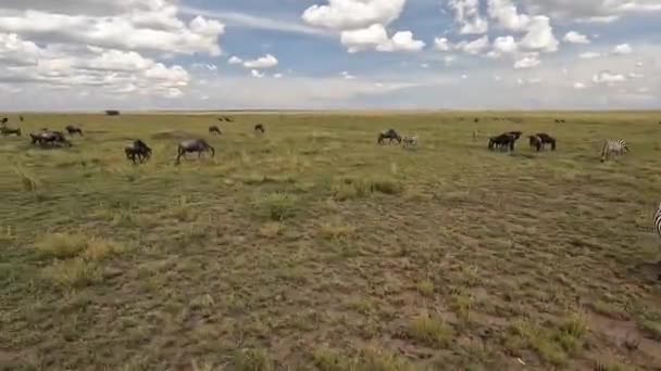 Wildebeest Zebras Graze Green Fields Serengeti National Park Tanzania Amazing — Stock Video
