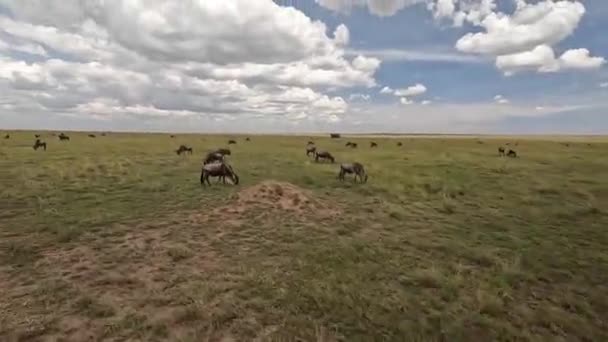 一个坐着游乐吉普车的游客用手机抢了一群野兽 非洲的神奇本性 坦桑尼亚塞伦盖蒂国家公园 — 图库视频影像