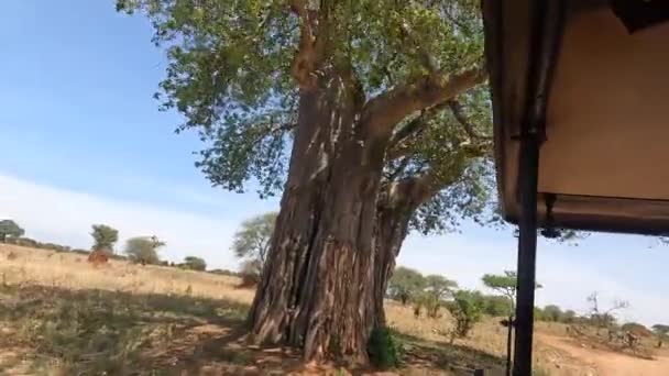 大規模な古いアフリカのBabobab木のクローズアップ 緑の葉 巨大な幹と古い木の強力な枝 アフリカの素晴らしい自然 — ストック動画