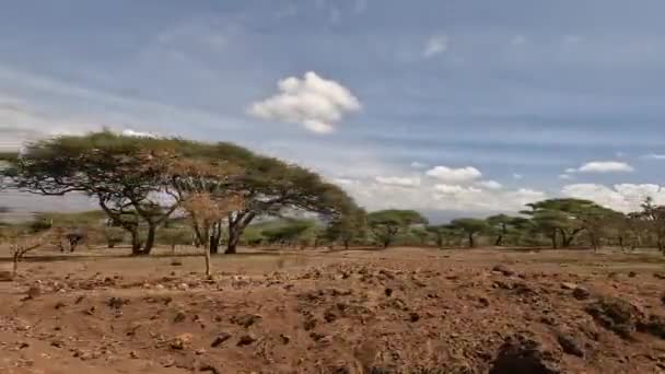 Grüne Bäume Tansania Akazien Blick Aus Dem Autofenster Auf Die — Stockvideo
