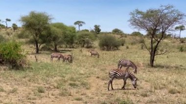 Güzel çizgili zebralar Tarangire Ulusal Parkı 'nda çimenleri kemirip kuyruklarını sallıyorlar. Tanzanya 'nın inanılmaz doğası. Afrika 'da Safari.
