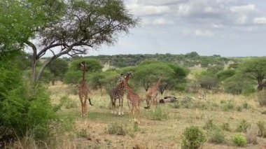 Tarangire Ulusal Parkı 'nda dört güzel benekli zürafadan oluşan bir grup. Afrika 'da Safari. Tanzanya 'nın inanılmaz doğası. Düşük ihtimal.