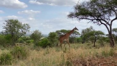 Güzel, uzun benekli bir zürafa Tarangire Ulusal Parkı 'nda yürüyor. Afrika 'da Safari. Tanzanya 'nın inanılmaz doğası. Düşük ihtimal.