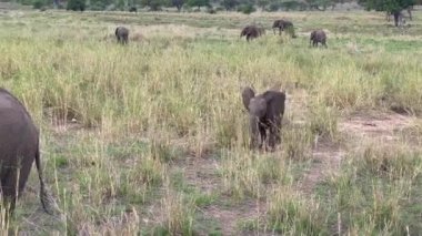 Tarangire Ulusal Parkı. Küçük bir fil ana filine doğru koşar. Tanzanya 'nın inanılmaz doğası. Afrika 'da Safari.