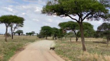 Tarangire Ulusal Parkı 'nda sevimli bir yaban domuzu yürüyor. Afrika 'da Safari. Tanzanya 'nın inanılmaz doğası. Düşük ihtimal.