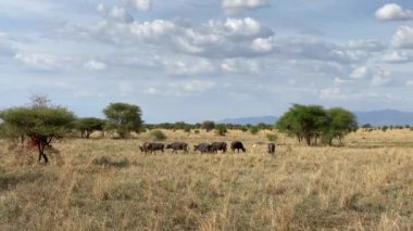 Tarangire Ulusal Parkı 'nda Buffalo ailesi otluyor. Afrika 'da Safari. Tanzanya 'nın inanılmaz doğası. Düşük ihtimal.