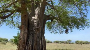 Tarangire Ulusal Parkı 'nda kocaman dalları, kocaman bir gövdesi ve yemyeşil yaprakları olan büyük bir baobab. Tanzanya 'nın inanılmaz doğası. Afrika 'da Safari.