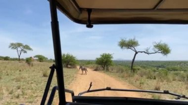 Tarangire Ulusal Parkı 'nda yürüyen çizgili bir zebranın cipinden görüntüler. Tanzanya 'nın inanılmaz doğası. Afrika 'da Safari.