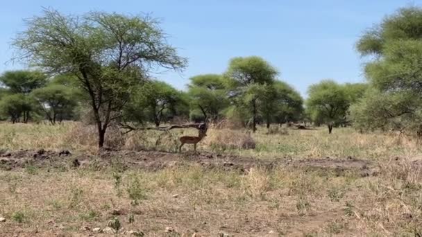 Один Антилоп Стоїть Дереві Національному Парку Тарангір Дивовижний Характер Танзанії — стокове відео