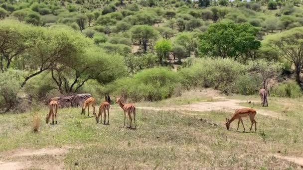 Several Antelopes Striped Zebras Graze Tarangire National Park Safari Africa — Stock Video