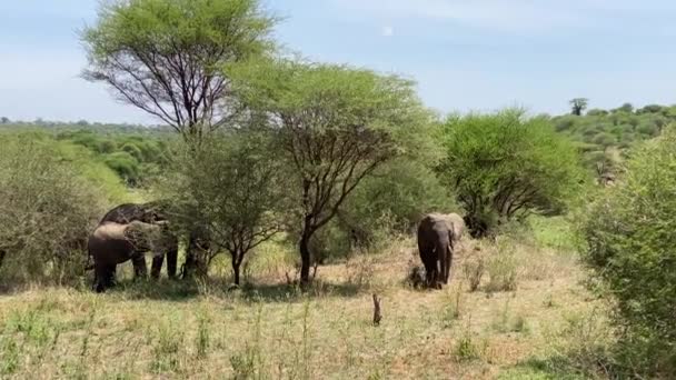 Grupo Três Elefantes Parque Nacional Tarangire Improvável Safari África Natureza — Vídeo de Stock