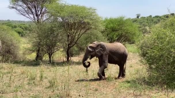 Beautiful Elephants Eat Grass Sunny Day Tarangire National Park Safari — Stock Video
