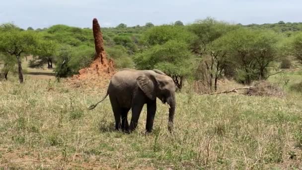 Elefante Arranca Grama Com Seu Tronco Coloca Sua Boca Parque — Vídeo de Stock