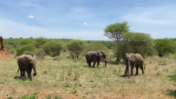 Safari África Uma Família Três Elefantes Pastam Parque Nacional Tarangire — Vídeo de Stock