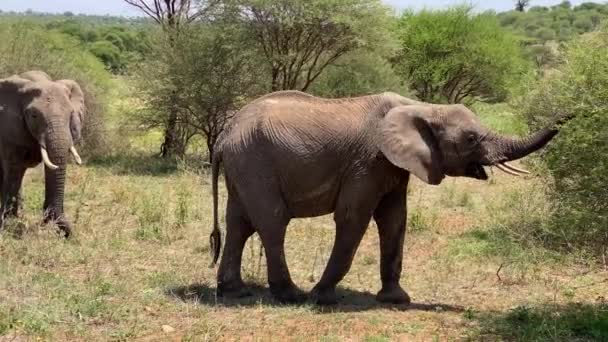 Groupe Éléphants Sauvages Gros Éléphant Approche Petit Arbre Commence Manger — Video