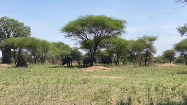 Malá rodina slonů stojí ve stínu stromů v národním parku Tarangire. Úžasná povaha Tanzanie. Safari v Africe. Dlouhá šance.