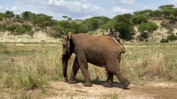 Safari Afrika Stor Elefant Promenader Tarangire Nationalpark Den Fantastiska Naturen — Stockvideo