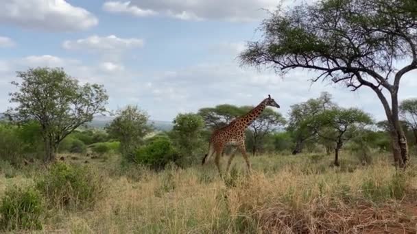 Güzel Uzun Benekli Bir Zürafa Tarangire Ulusal Parkı Nda Yürüyor — Stok video