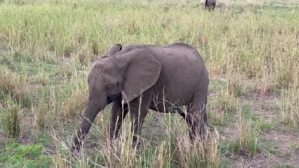 Funny Elephant Eats Grass Field Tarangire National Park Amazing Nature — Stock Video