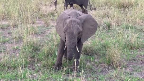 Safari África Elefante Engraçado Bonito Come Grama Campo Parque Nacional — Vídeo de Stock