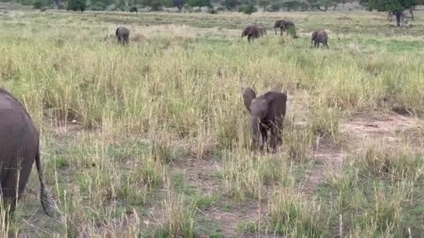 Park Narodowy Tarangire Mały Słoń Podbiega Swojej Matki Słonia Niesamowita — Wideo stockowe