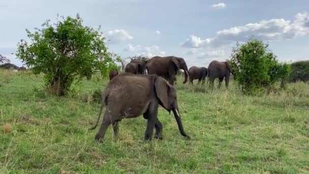 Большая Семья Слонов Прогулке Национальном Парке Тарангире Удивительная Природа Танзании — стоковое видео