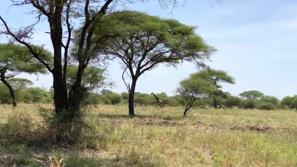 Una Bella Giraffa Maculata Cammina Elegantemente Nel Parco Nazionale Tarangire — Video Stock