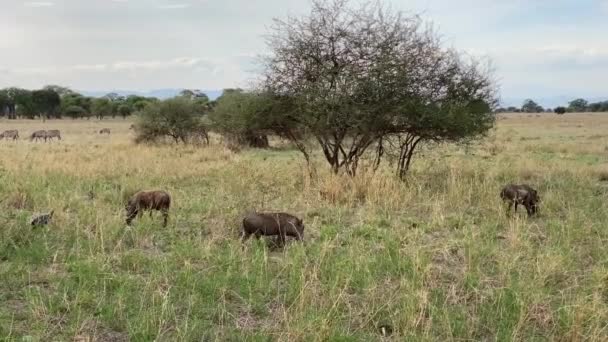 Vaddisznók Egy Csoportja Legel Tarangire Nemzeti Parkban Tanzánia Csodálatos Természete — Stock videók