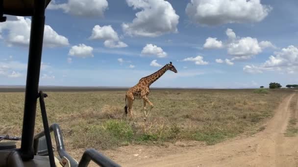 Vue Depuis Une Jeep Safari Une Girafe Tachetée Dans Parc — Video