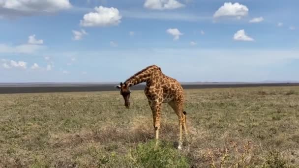 Пятнистый Жираф Ест Траву Национальном Парке Серенгети Сафари Танзании Африка — стоковое видео