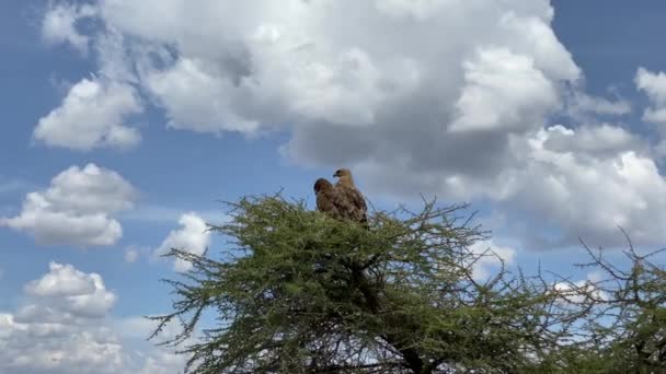 Dva Savannah Orli Sedí Malém Stromě Krásné Hrdé Ptáky Národní — Stock video