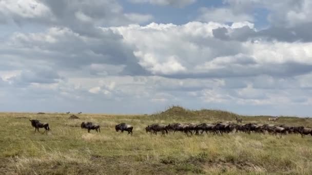 Migração Uma Grande Manada Gnus Parque Nacional Serengeti Safari Tanzânia — Vídeo de Stock