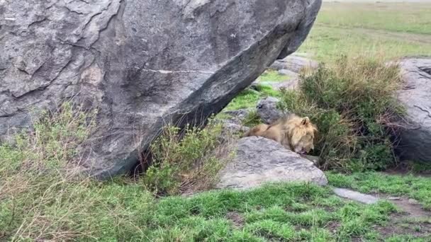 Ein Schöner Löwe Liegt Zwischen Großen Felsbrocken Und Leckt Sich — Stockvideo