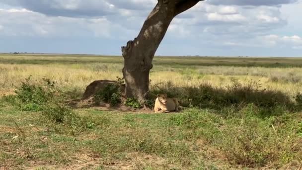 Uma Leoa Grávida Encontra Sombra Uma Grande Árvore Respira Pesadamente — Vídeo de Stock