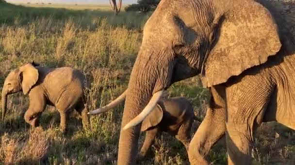 Olifant Familie Close Een Olifant Moeder Haar Twee Baby Lopen — Stockvideo