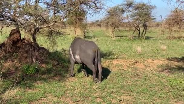 Een Grote Buffelwandeling Het Serengeti National Park Safari Tanzania Afrika — Stockvideo