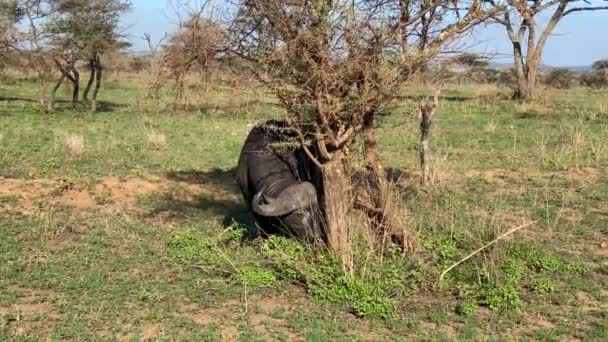 Grande Búfalo Come Erva Parque Nacional Serengeti Safari Tanzânia África — Vídeo de Stock