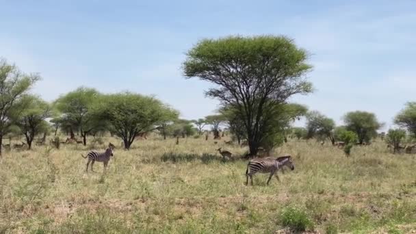 Flera Zebror Och Antiloper Går Genom Gröna Fält Förbi Träd — Stockvideo