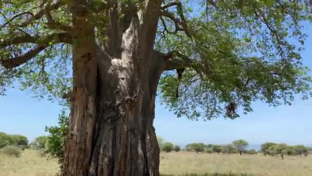 Grand Vieux Baobab Avec Puissantes Branches Énorme Tronc Feuillage Vert — Video